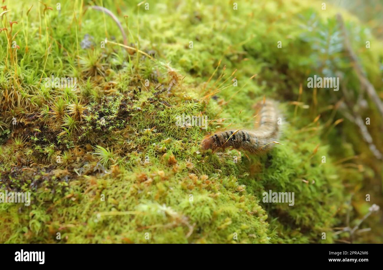 Primo piano di una larva di quercia, Lasiocampa quercus, con il suo caratteristico aspetto peloso nei pressi di Davos, Svizzera Foto Stock