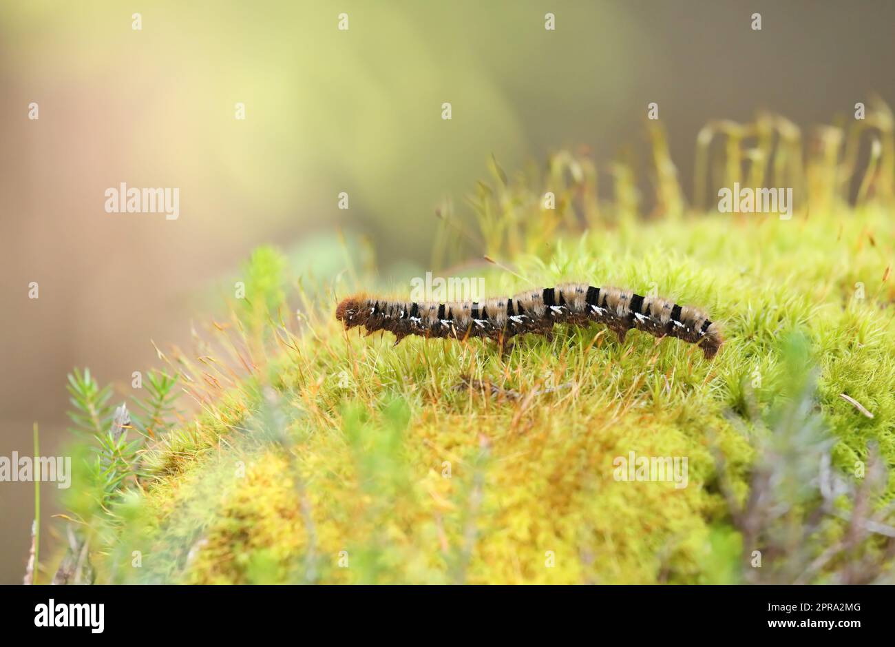 Primo piano di una larva di quercia, Lasiocampa quercus, con il suo caratteristico aspetto peloso nei pressi di Davos, Svizzera Foto Stock