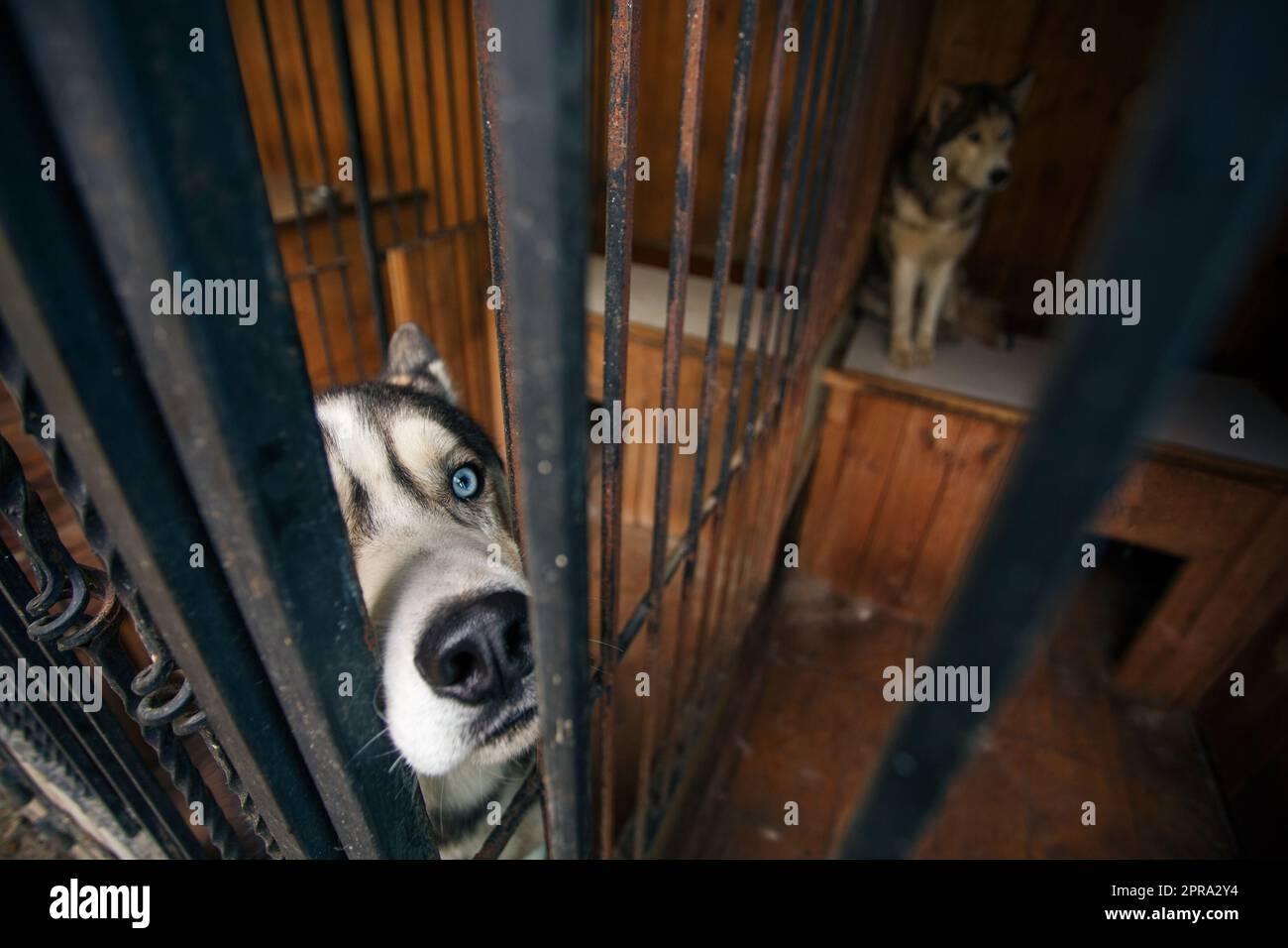 Primo piano della museruola di un cane husky dagli occhi blu seduto in una voliera. Foto Stock