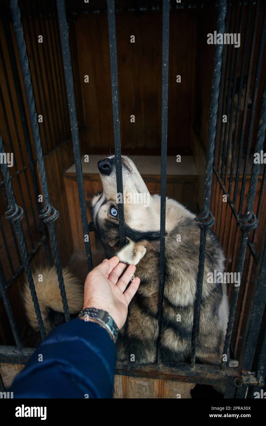Il cane Husky seduto in una gabbia è felice di essere accarezzato da un uomo. Foto Stock