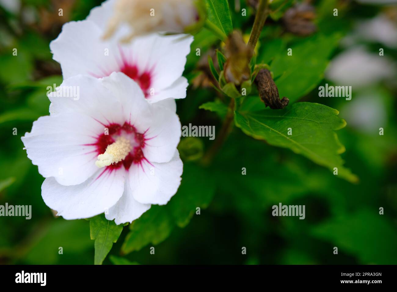 fiore di ibisco bianco che fiorisce nel giardino, primo piano di petali e pollini, sfondo per la fotografia naturalistica Foto Stock