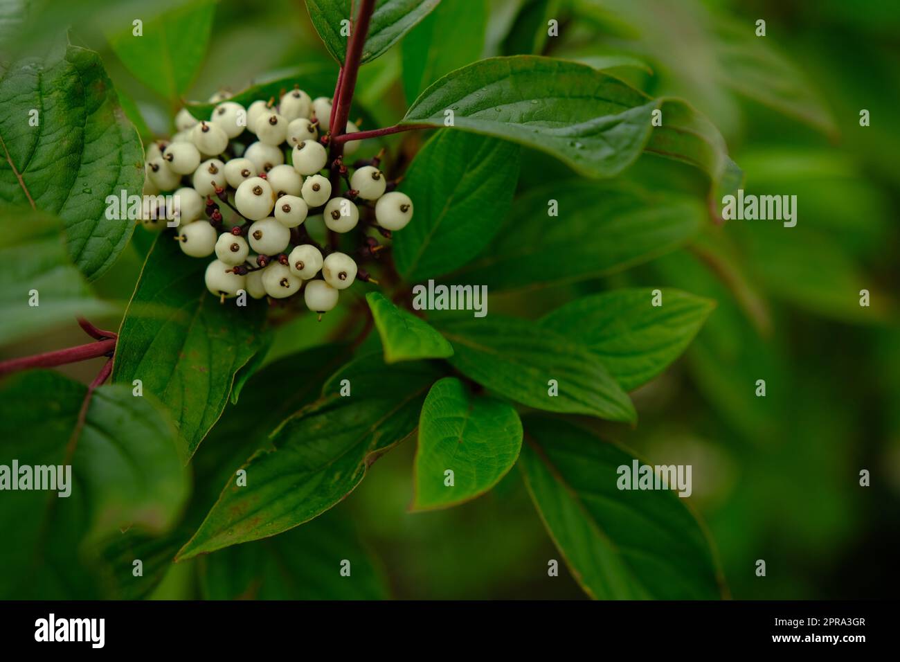 Bacche bianche di Cornus Alba Sibirica con sfocatura selettiva Foto Stock