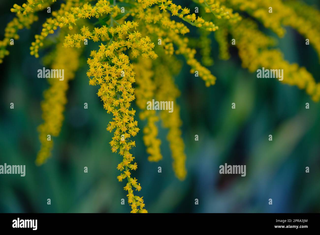 Buquets cespugli Ragweed, Ambrosia artemisiifolia e Solidago, aste d'oro in tavole di legno. Impianto pericoloso e sicuro. Confronto dei fiori. Foto Stock
