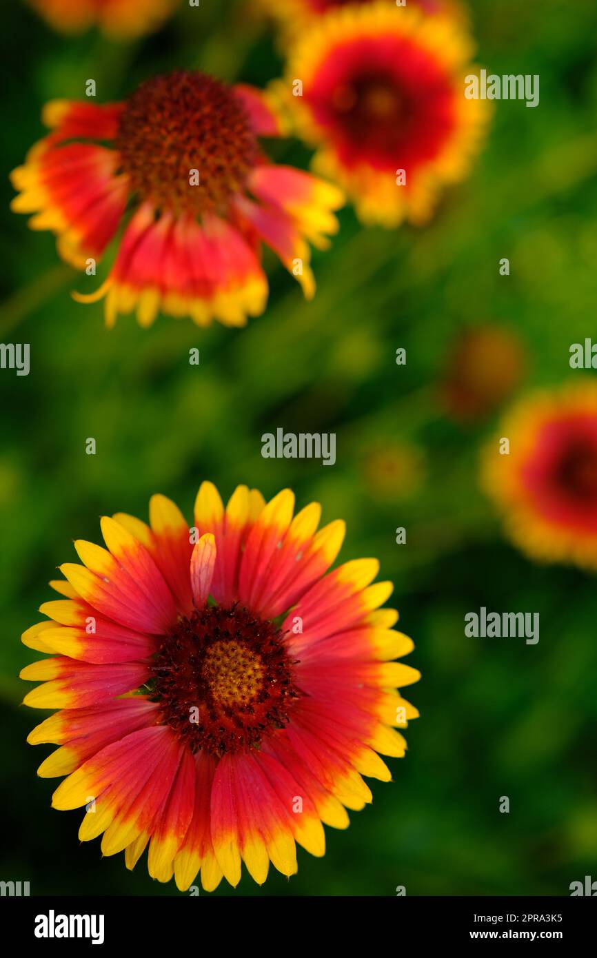 Il grande giardino bumblebee o ruderal bumblebee Bombus ruderatus, foto stupenda. Gaillardia. Bumblebee raccoglie polline su gaillardia. Un bellissimo e luminoso fiore da giardino Foto Stock