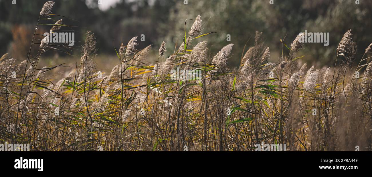 Gli steli secchi di canne dello stagno oscillano al vento in un giorno d'autunno Foto Stock