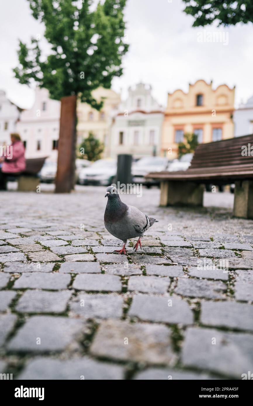 Pigeon a piedi sul terreno sulla piazza Foto Stock