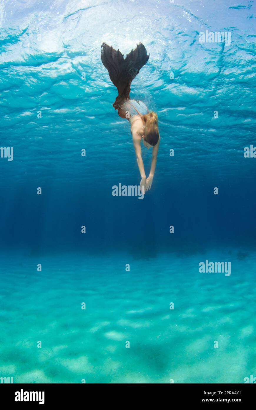 Sirena nuoto nell'oceano dei Caraibi Foto Stock