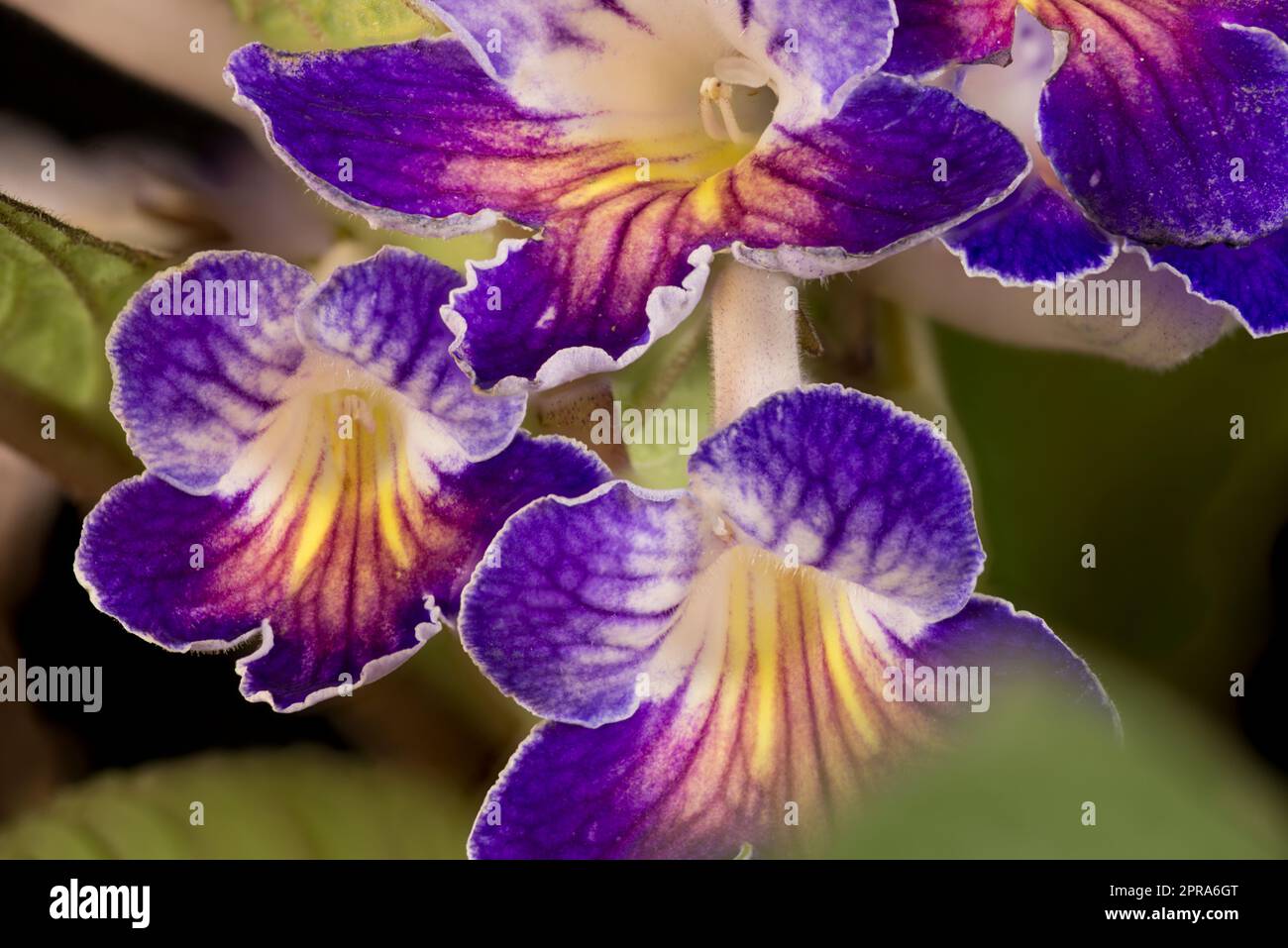 Streptocarpus Lady pantofole bianco centro fiorisce Foto Stock