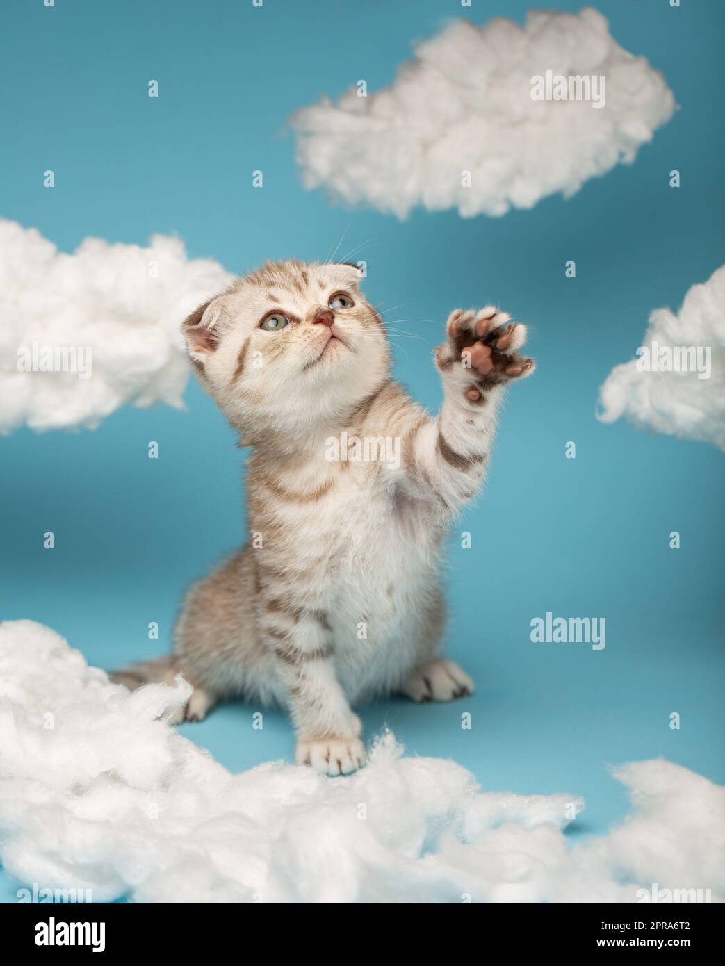 Cat sta giocando su uno sfondo blu tra nuvole bianche di lana di cotone. Foto Stock
