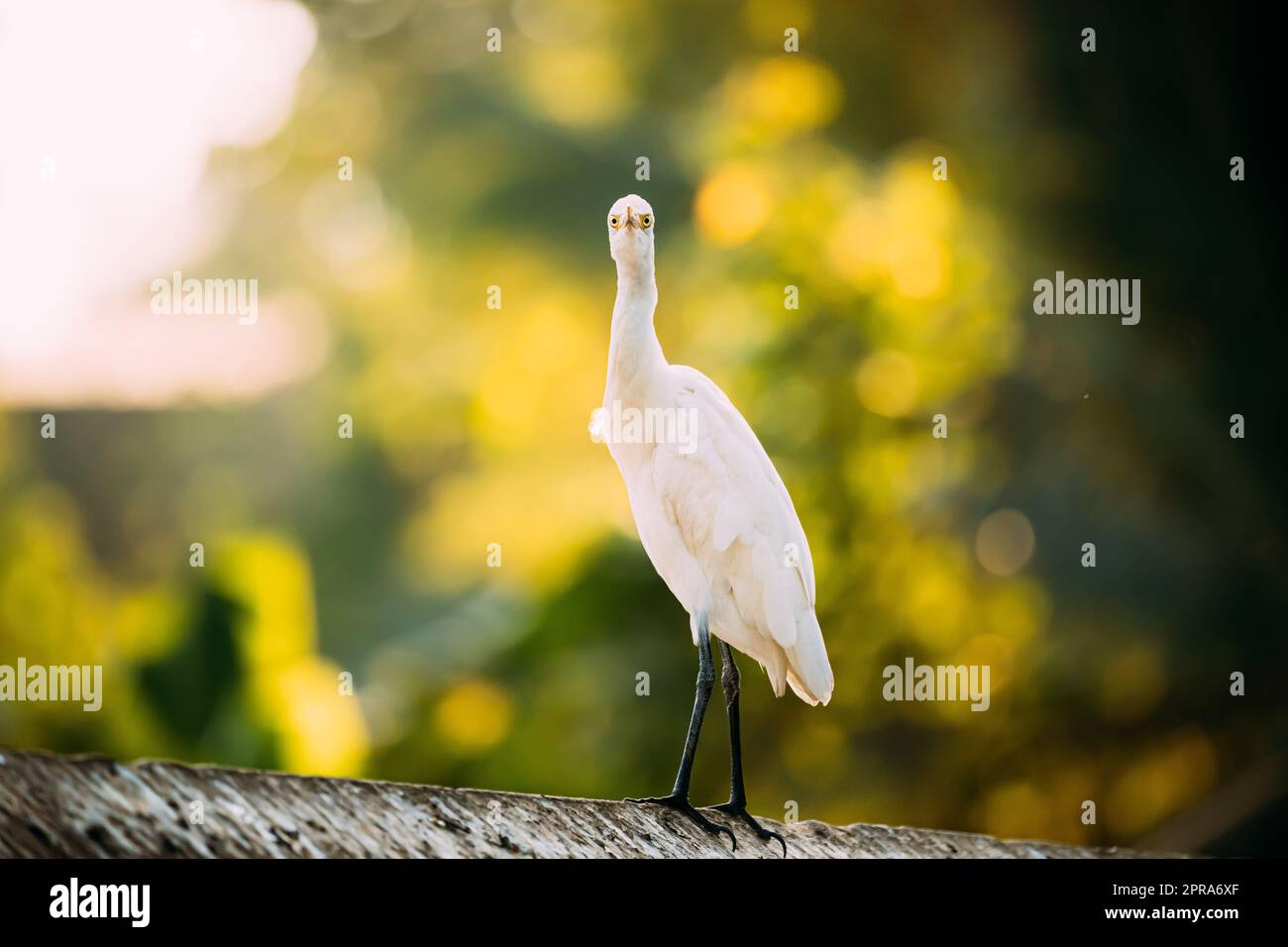 Goa, India. White Little Egret seduto sulla traversa e guardando la fotocamera Foto Stock