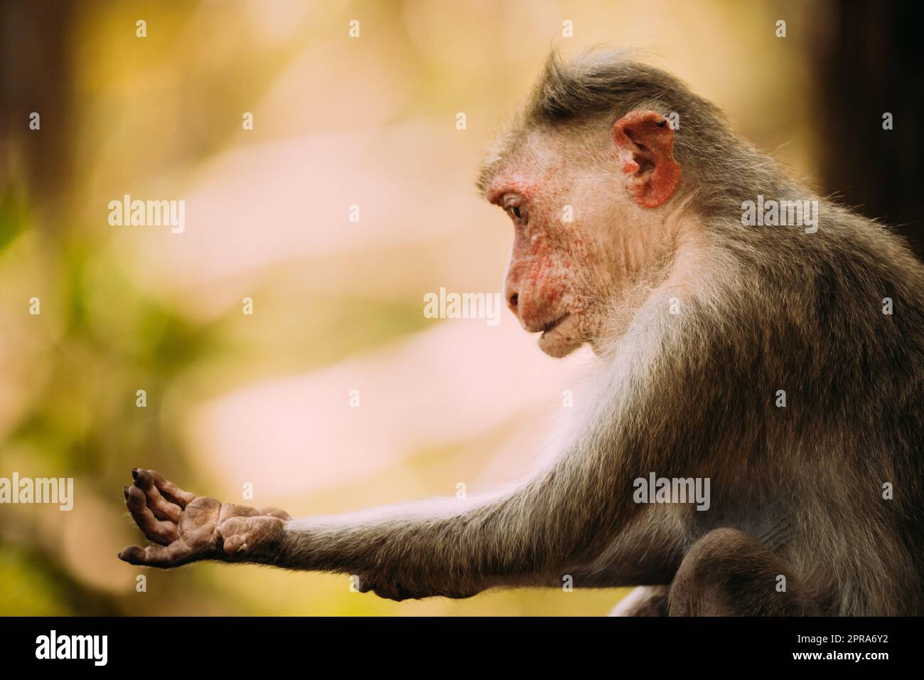 Goa, India. Vecchia scimmia Macaque del cofano - Macaca radiata o Zati è alla ricerca di pulci. Primo piano Foto Stock