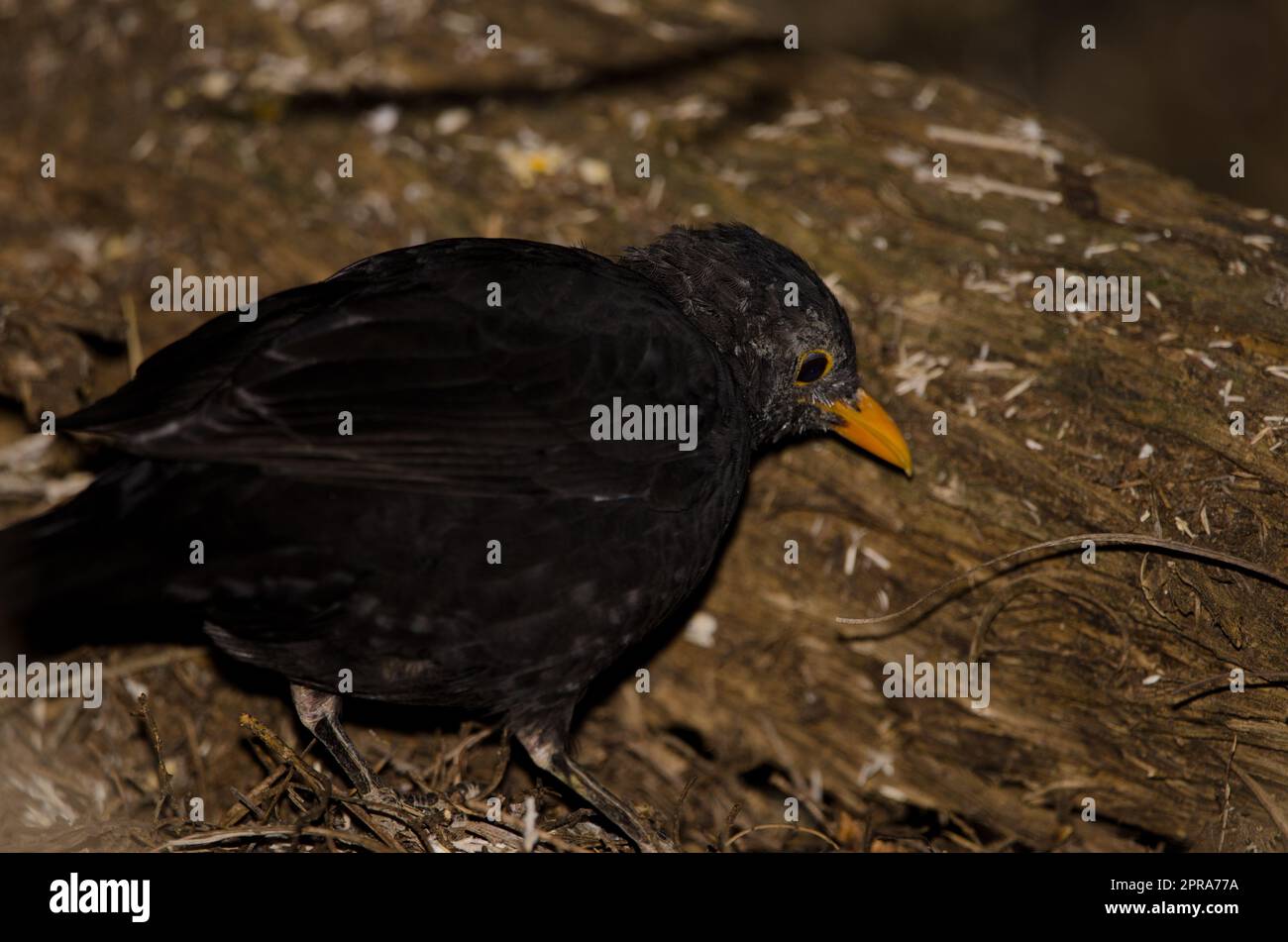 Uccello nero comune in cerca di cibo. Foto Stock