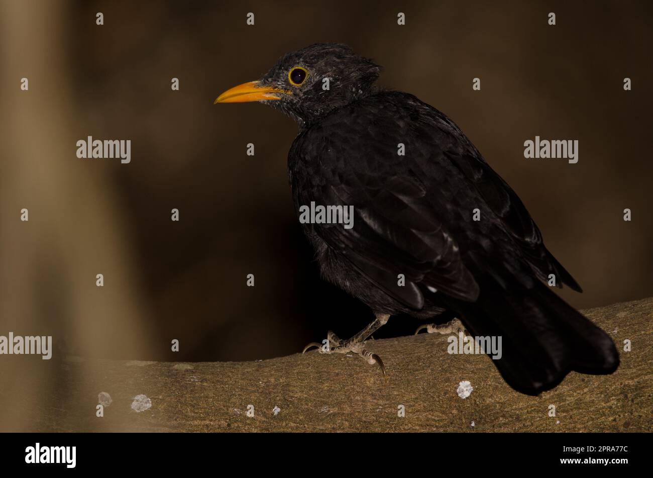 Uccello nero comune su un ramo. Foto Stock