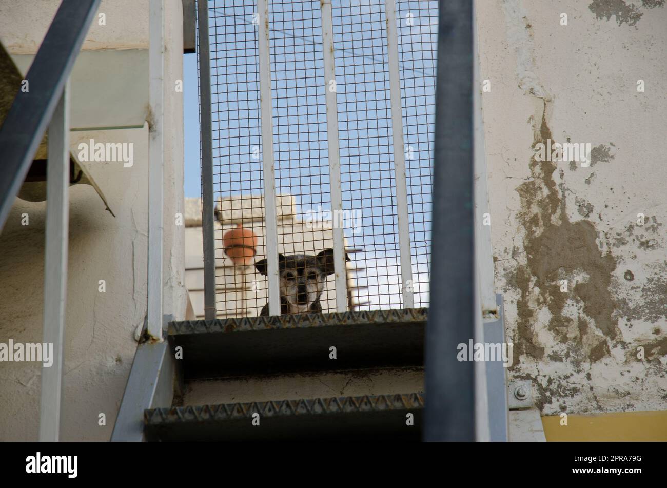 Cane domestico dietro una porta in un tetto. Foto Stock