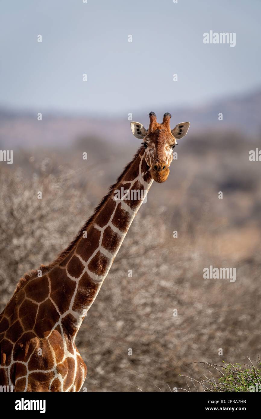 Primo piano della testa e delle spalle della giraffa reticolata Foto Stock