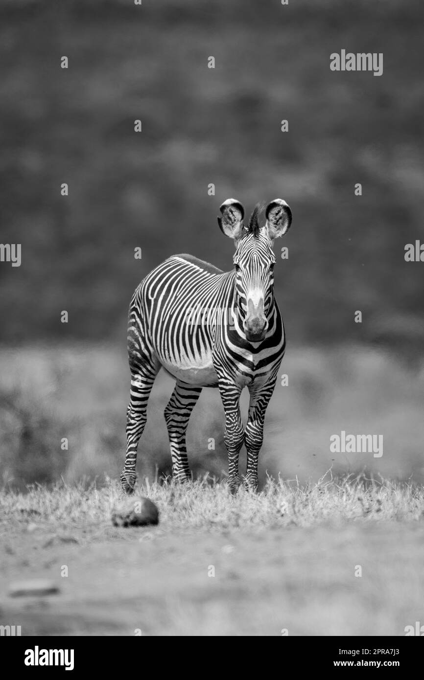 Fotocamera monografica Grevy zebra all'orizzonte Foto Stock