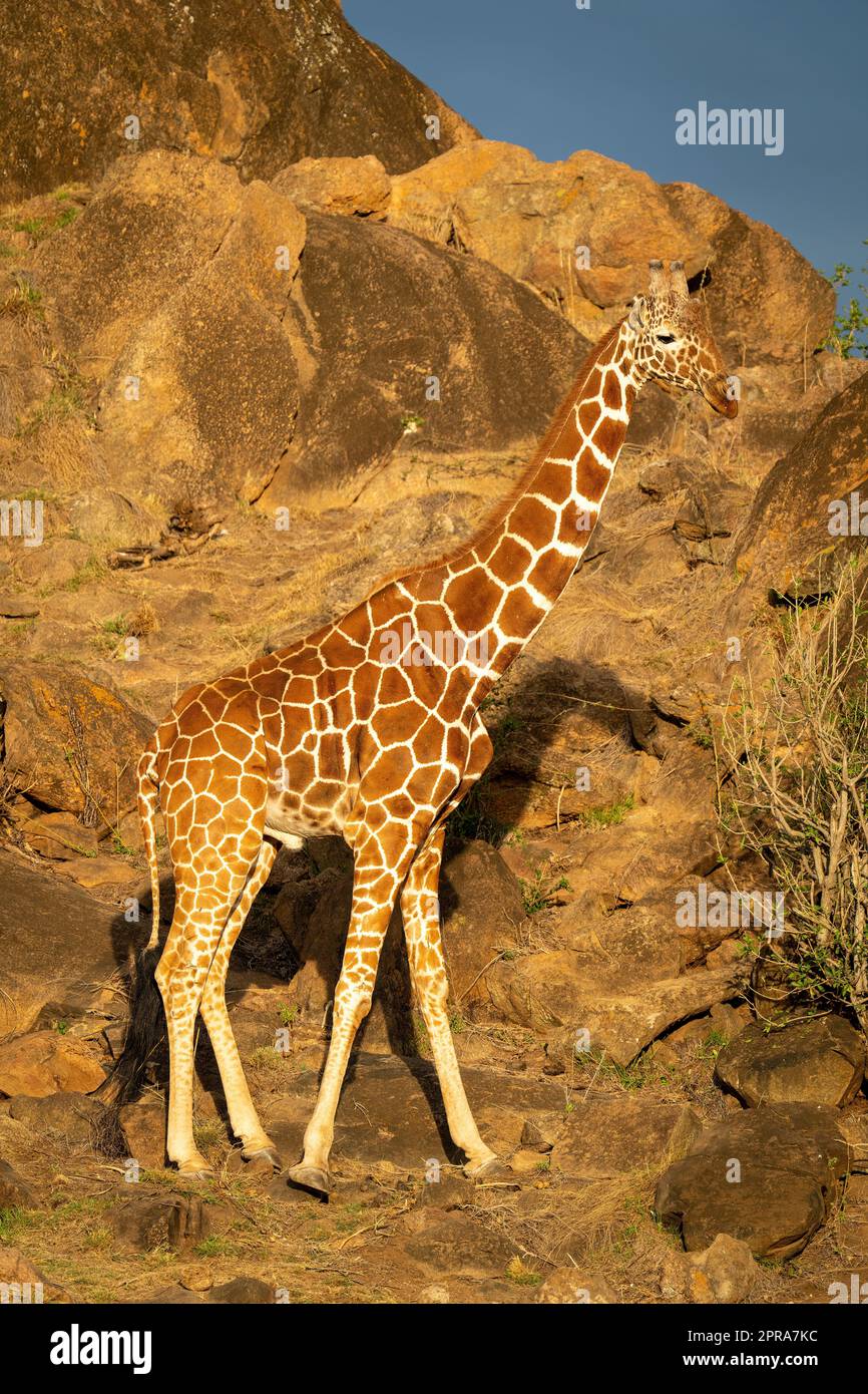 La giraffa reticolata è in piedi da cespuglio su rocce Foto Stock