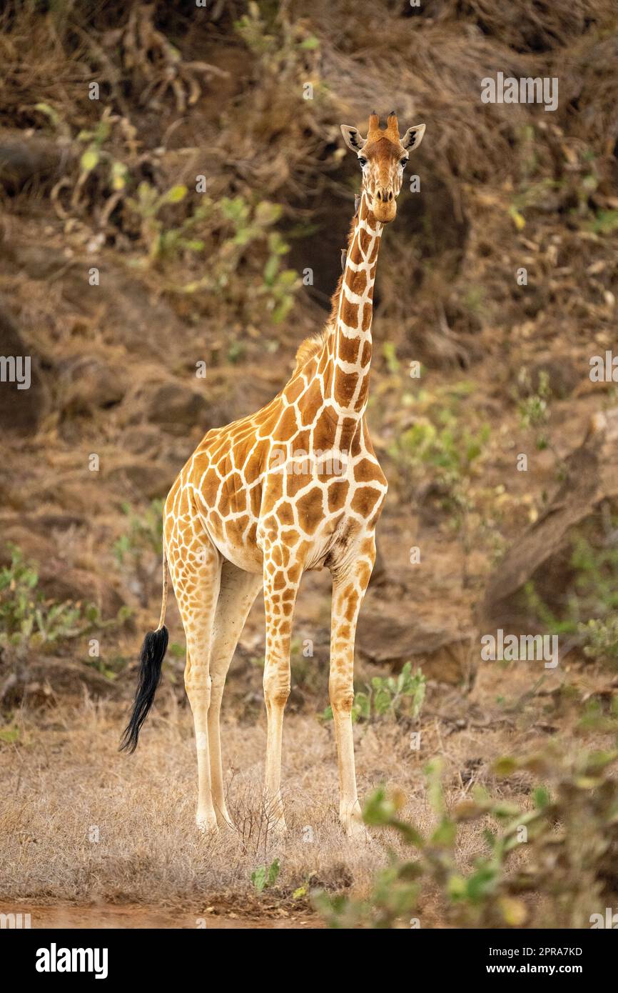 La giraffa reticolata si trova vicino a kopje Foto Stock