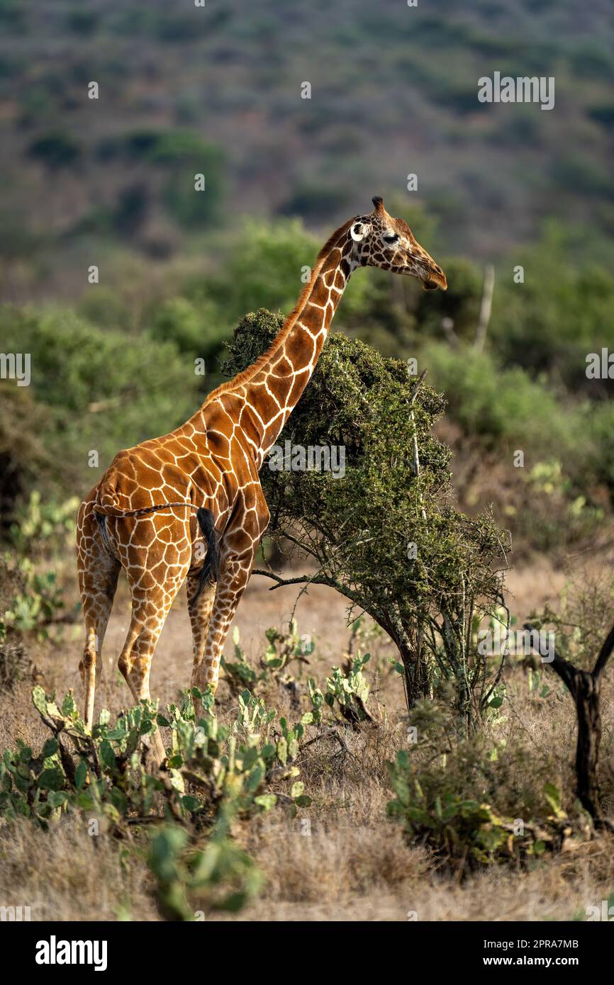 La giraffa reticolata si erge accanto al cespuglio Foto Stock