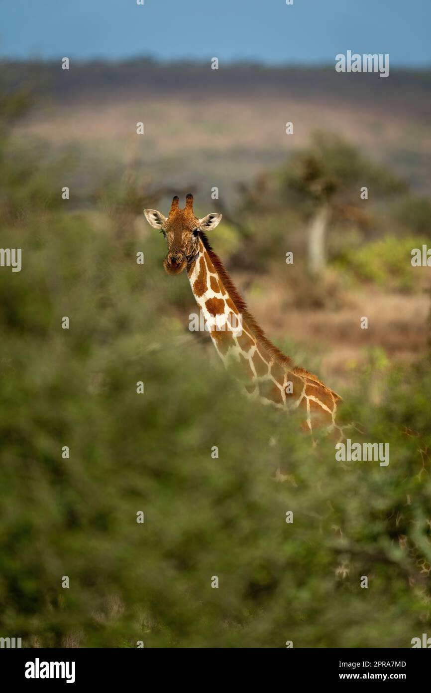 La giraffa reticolata è circondata da spessi cespugli Foto Stock