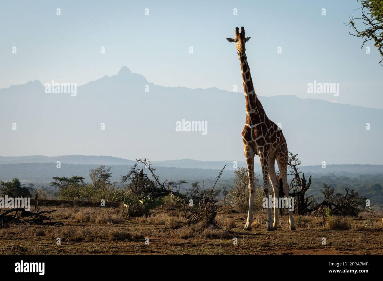 La giraffa reticolata si erge con il Monte Kenya alle spalle Foto Stock