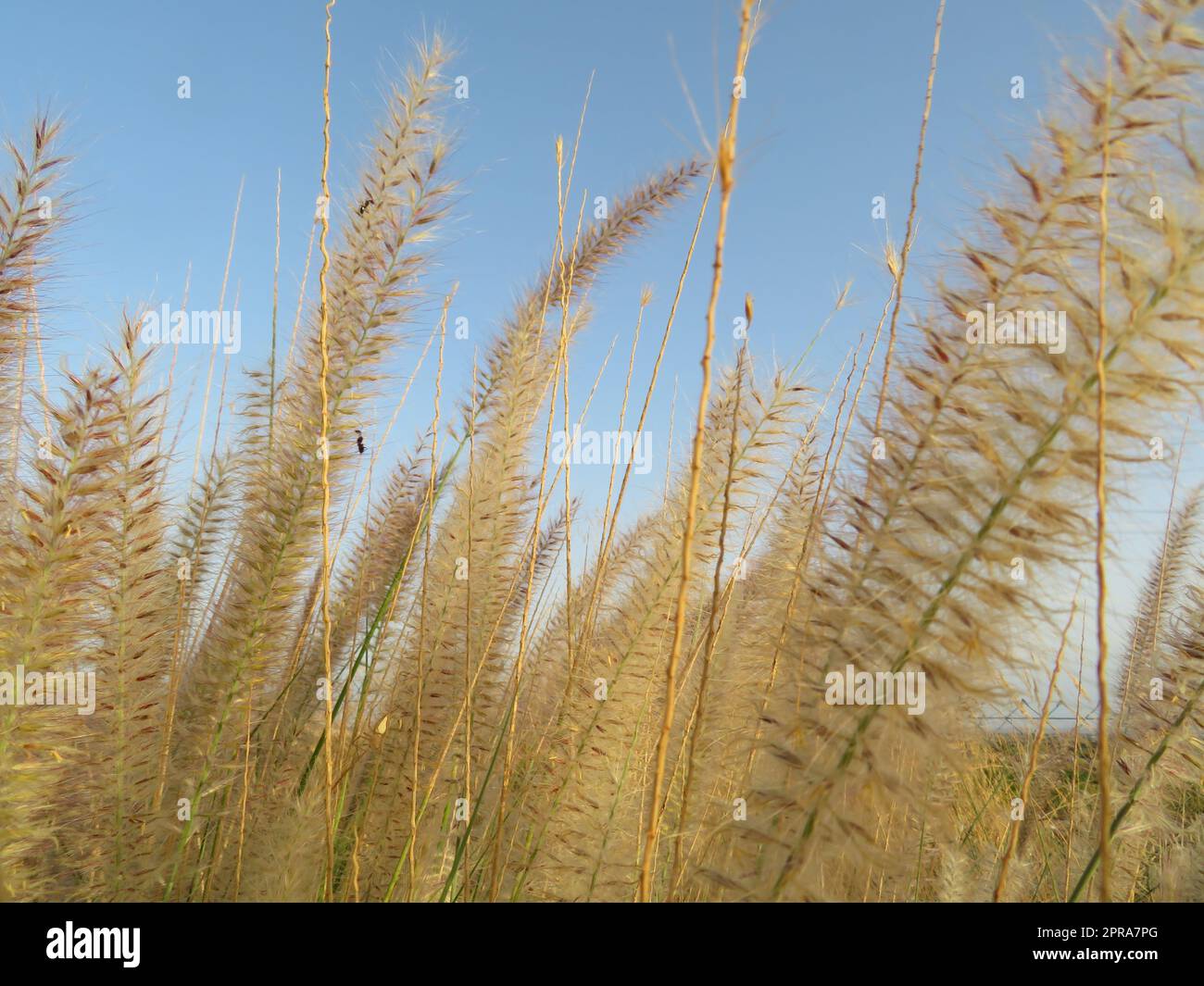 la pianta che distribuisce i semi attraverso l'aria propaga l'erba Foto Stock