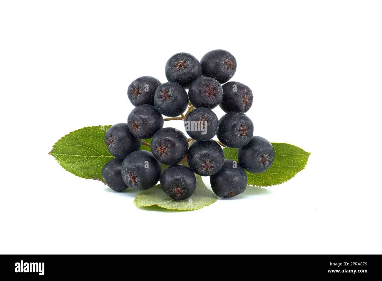 Chokeberry Nero (melanocarpa Di Aronia) Fotografia Stock - Immagine Di Famiglia, Bacca: 43825136 - Foto 6