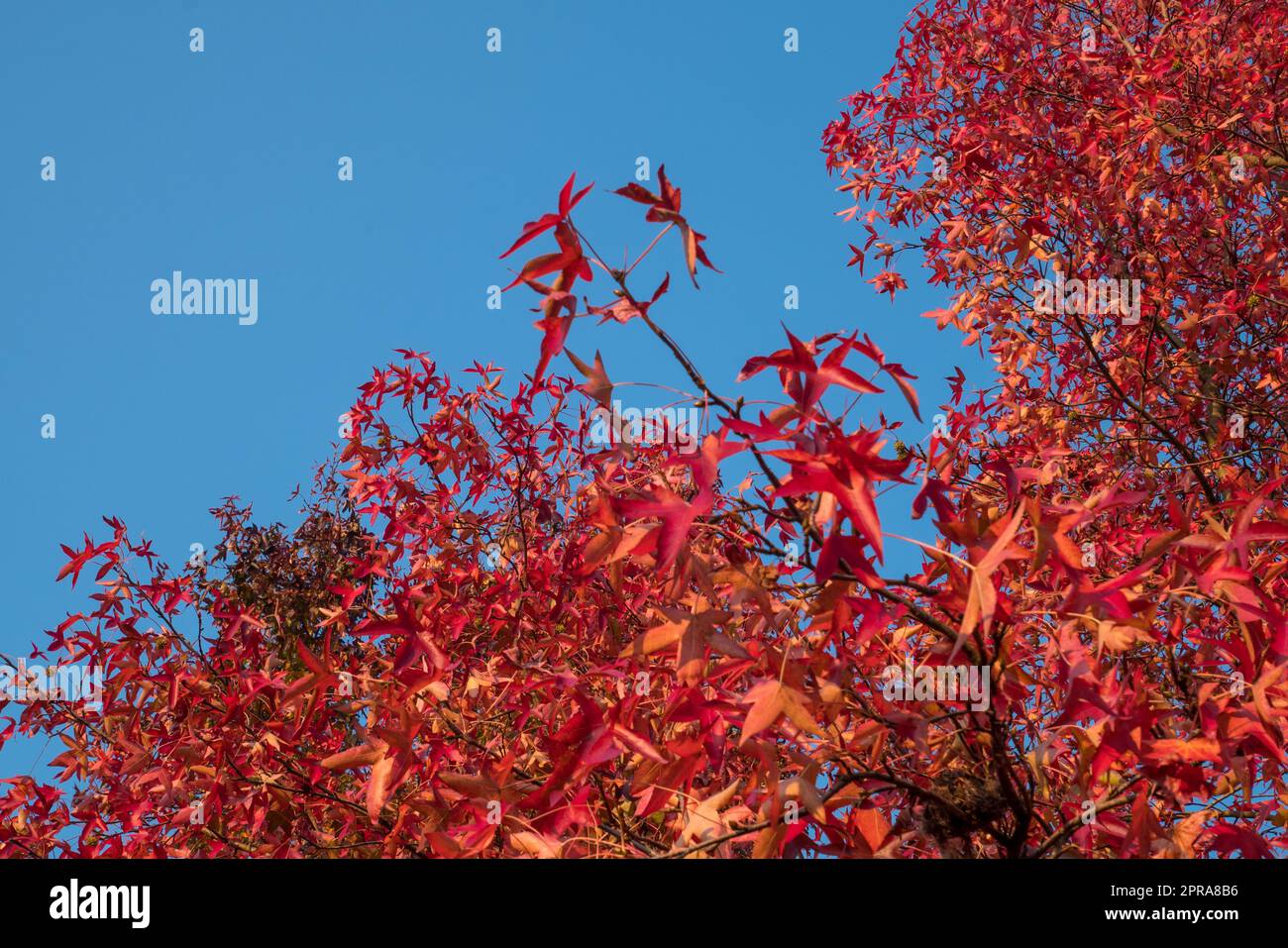 Foglie rosse e blu cielo Foto Stock