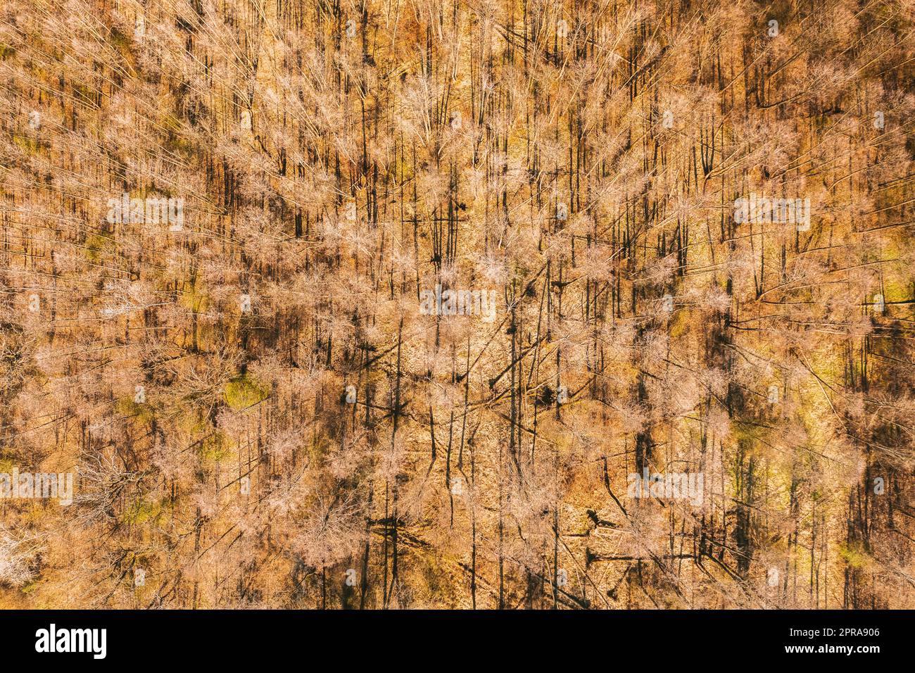 Vista aerea degli alberi decidui senza foglie di fogliame nel paesaggio all'inizio della primavera. Vista dall'alto in piano. Sfondo naturale dei boschi europei e delle loro ombre. Vista droni Foto Stock