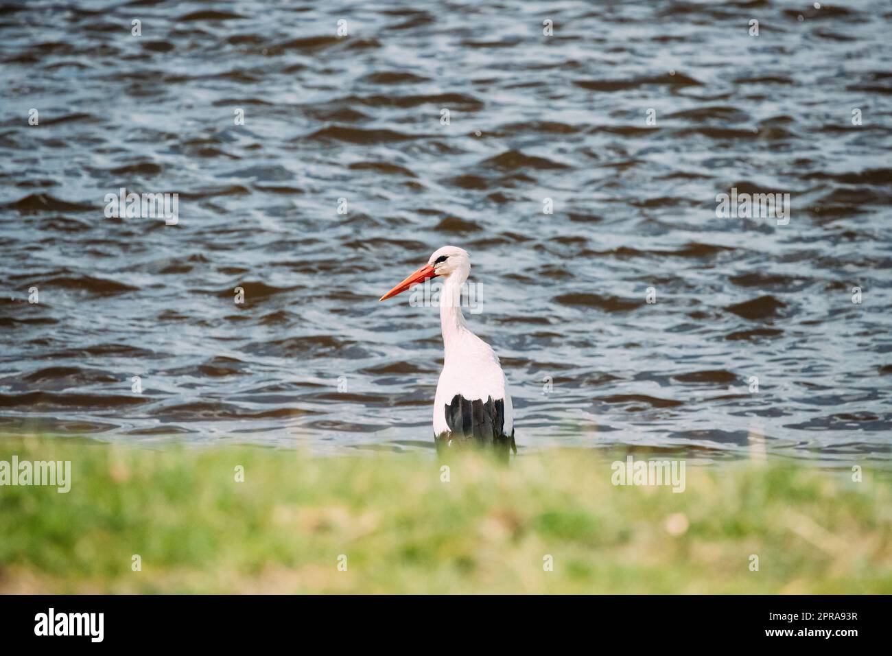 Cicogna bianca europea per adulti in piedi in erba verde vicino al fiume O lago Foto Stock