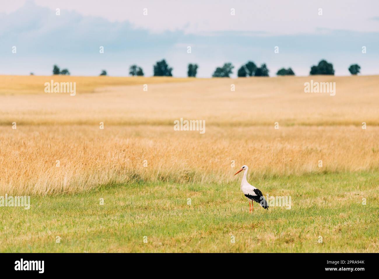Cicogna bianca europea per adulti Ciconia Ciconia in campo estivo. Uccello selvatico Foto Stock