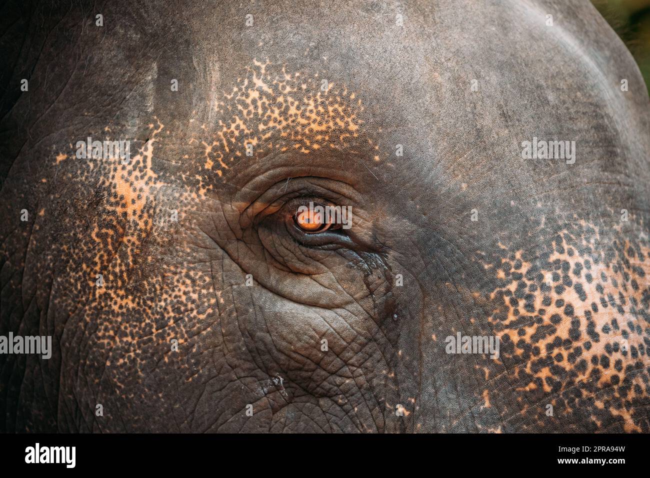 Goa, India. Vista ravvicinata dell'occhio della mucca elefante Foto Stock