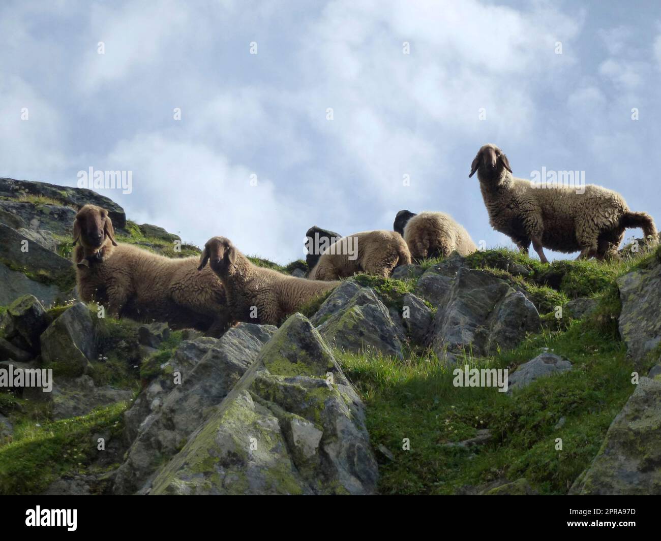 Pecora a Stubai sentiero di alta quota, giro 8 in Tirolo, Austria Foto Stock