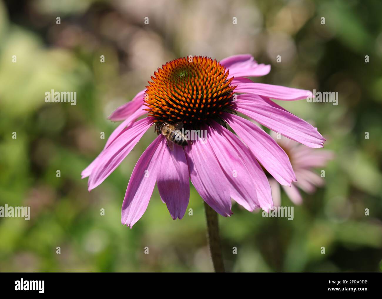 Echinacea purpurea o viola coneflower in giardino Foto Stock