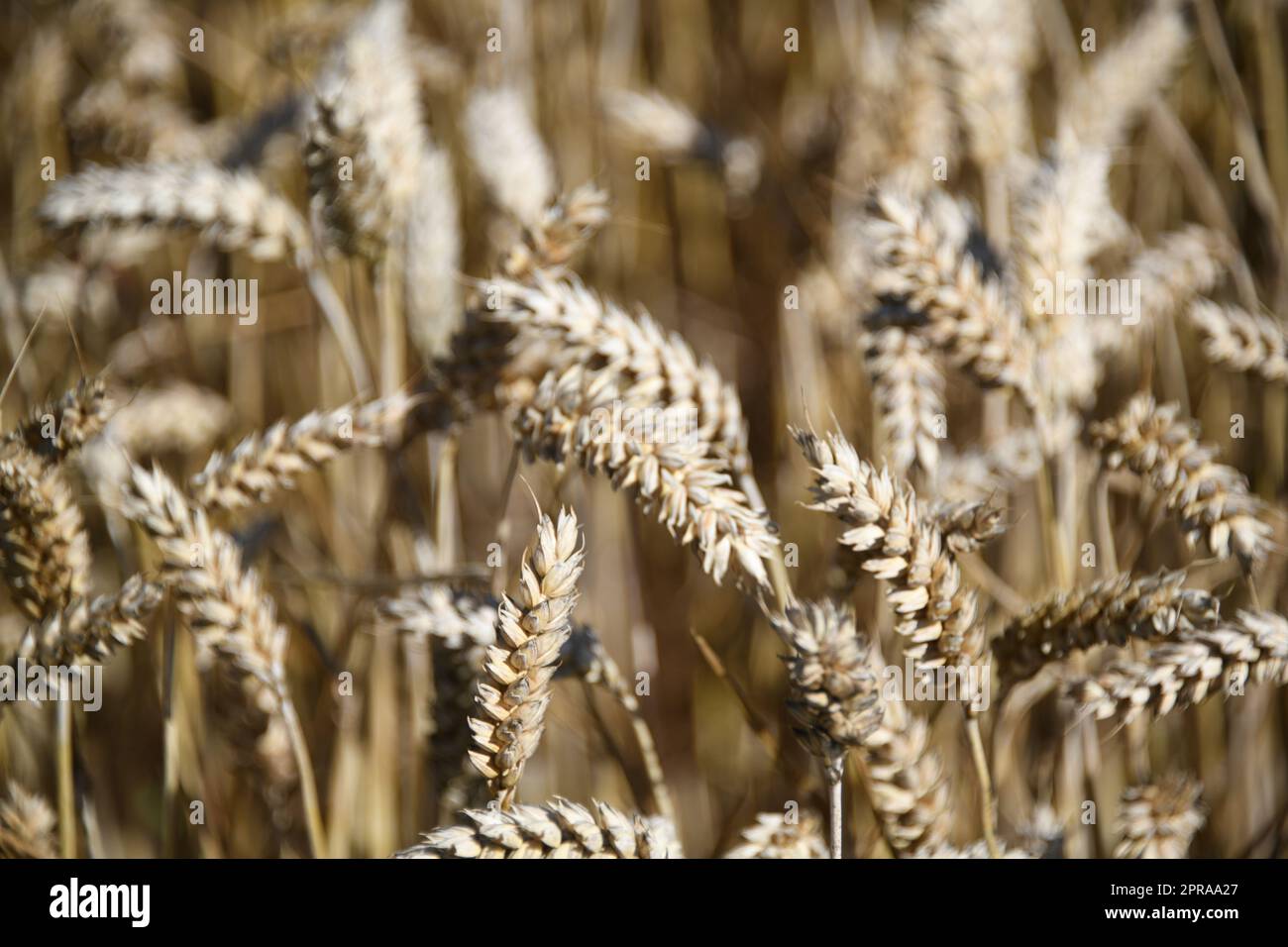 Primo piano di una spiga di grano. I cereali di frumento contribuiscono in modo determinante all'alimentazione della popolazione mondiale. Il grano è un alimento fondamentale. Le più grandi aree di coltivazione sono in Ucraina, europa. Foto Stock