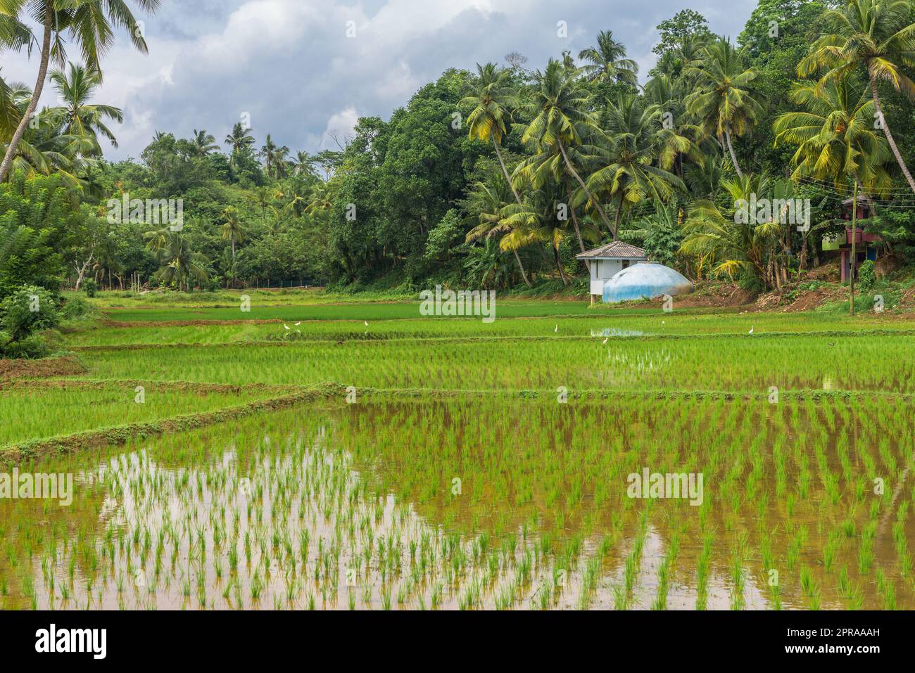 Agricoltura e la coltivazione del riso in Mirissa nel sud dello Sri Lanka Foto Stock