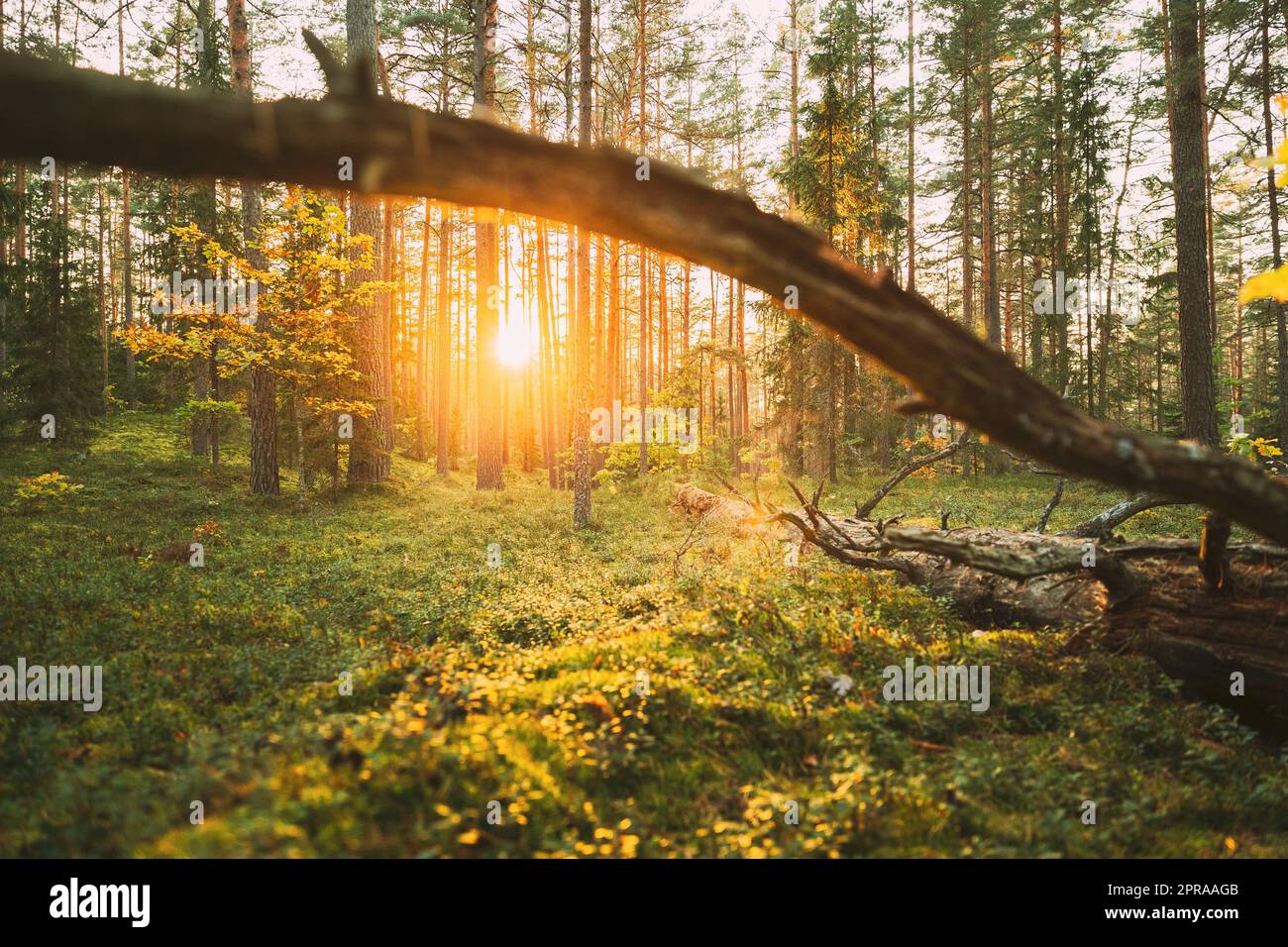 Luce del sole nella foresta verde, ora estiva. Vecchio albero di pino caduto nella foresta di conifere dopo il vento forte di uragano. Foresta verde europea di conifere Foto Stock