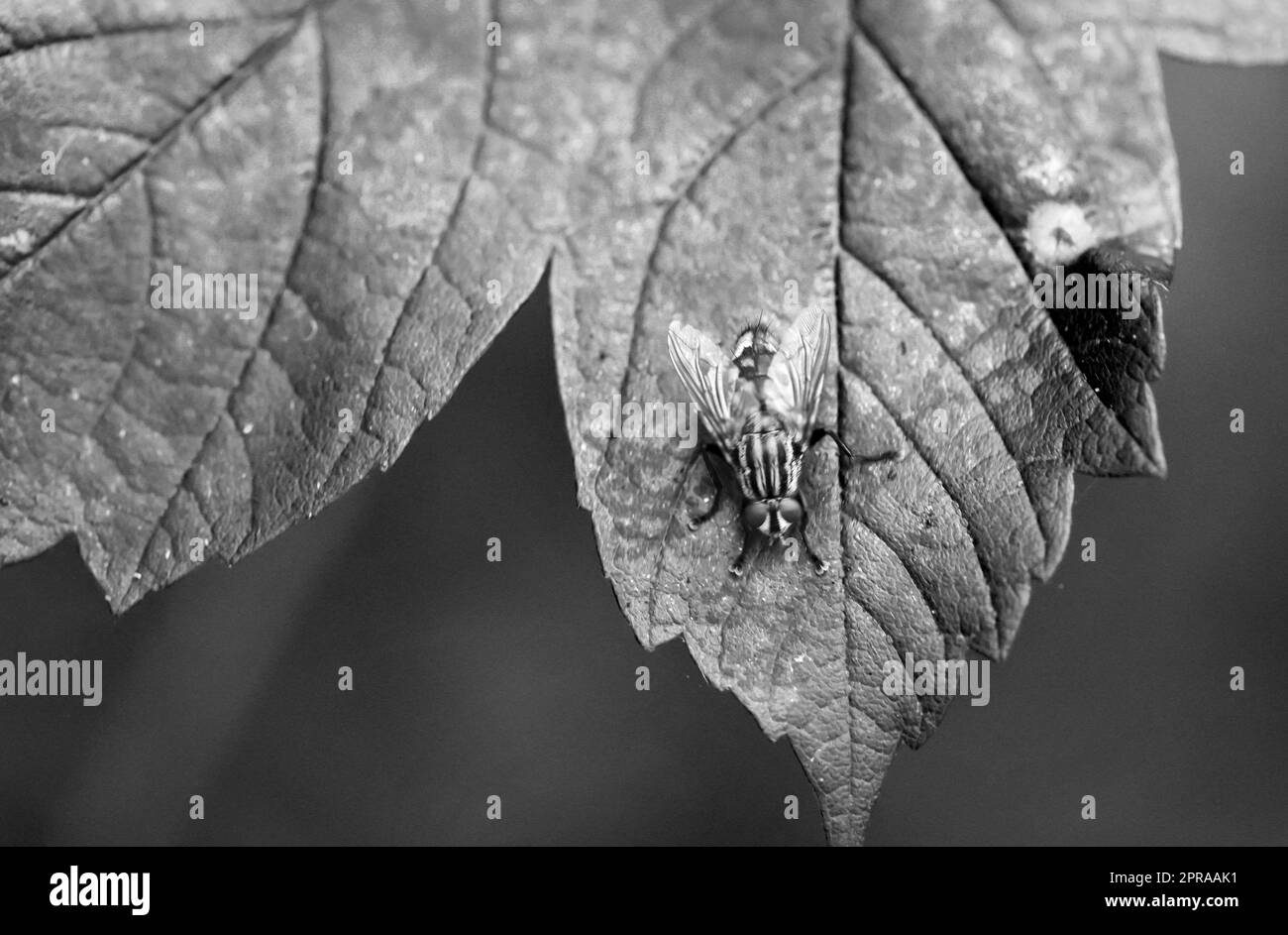 Una mosca si siede su una pianta. Primo piano di una mosca. Foto Stock Una mosca si siede su una pianta. Primo piano di una mosca. Foto Stock