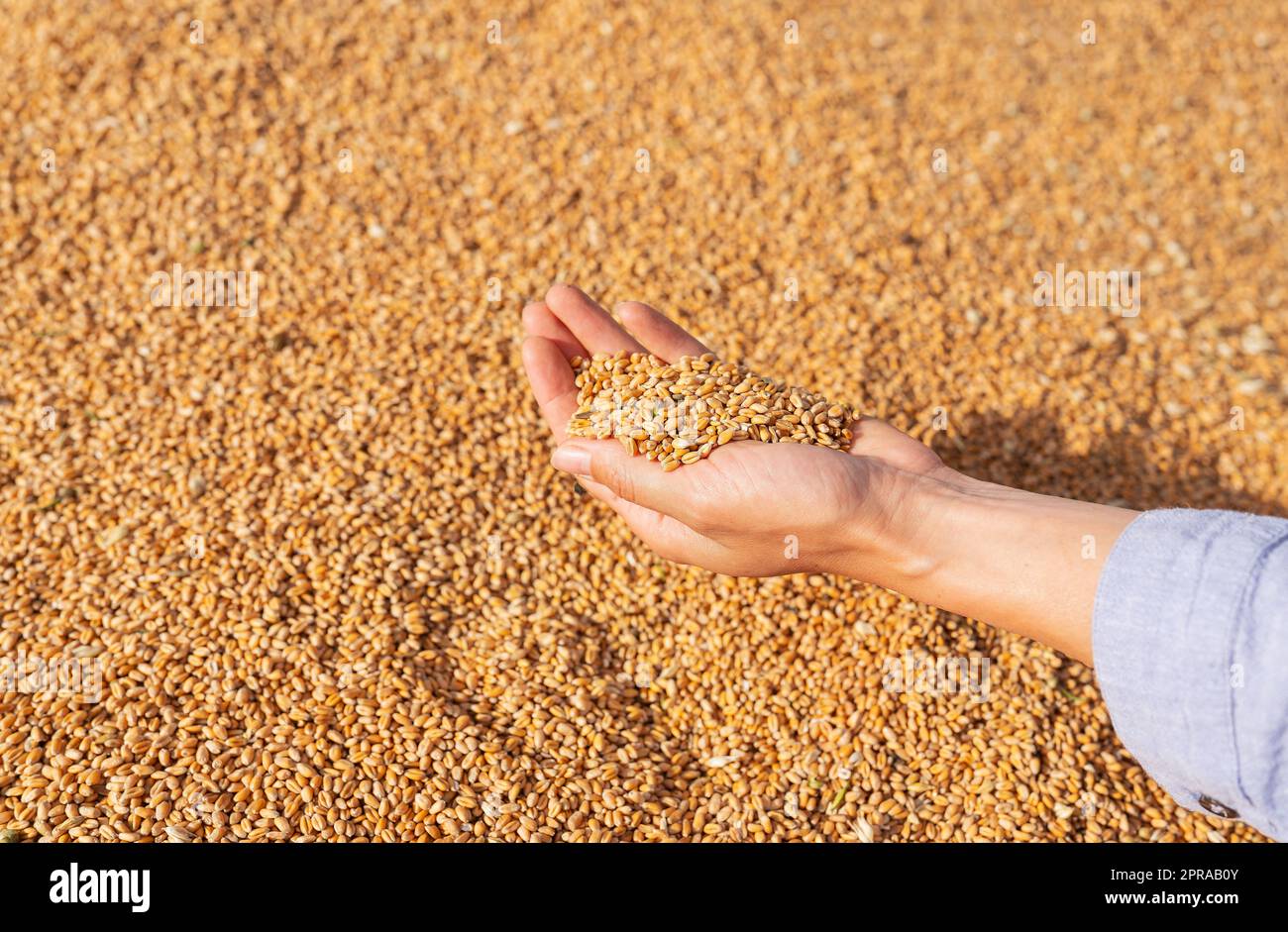 Una donna contadina controlla la qualità del grano dopo il raccolto. Un lavoratore agricolo tocca i grani dorati del grano per assicurarsi che il raccolto sia in buone condizioni. Agricoltura, affari, raccolto. Foto Stock