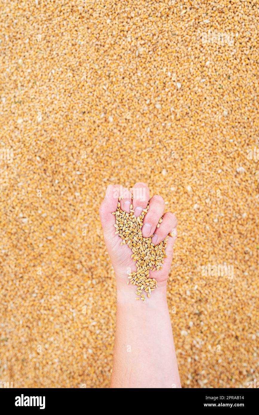 Un agricoltore maschio controlla la qualità del grano dopo il raccolto. Un lavoratore agricolo tocca i grani di grano per assicurarsi che il prodotto sia in buone condizioni. Agricoltura, affari, raccolta, foto verticali. Foto Stock