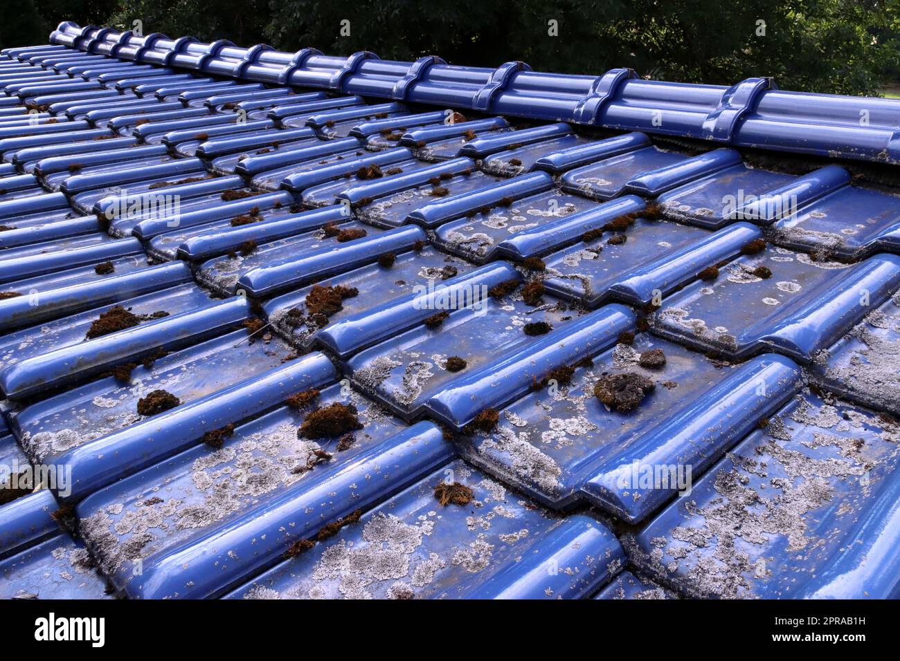 Flechten und Moos auf glesierten, blauen Dachziegeln Foto Stock