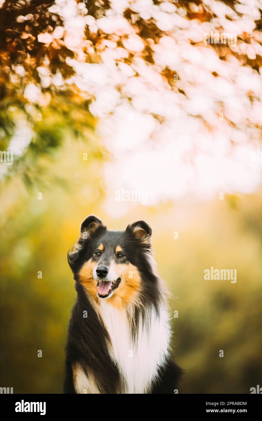 Tricolore Rough Collie, Funny Scottish Collie, Long-Haired Collie, English Collie, Lassie Dog che si posa all'aperto nel parco. Primo piano Ritratto nel Parco Autunno Foto Stock