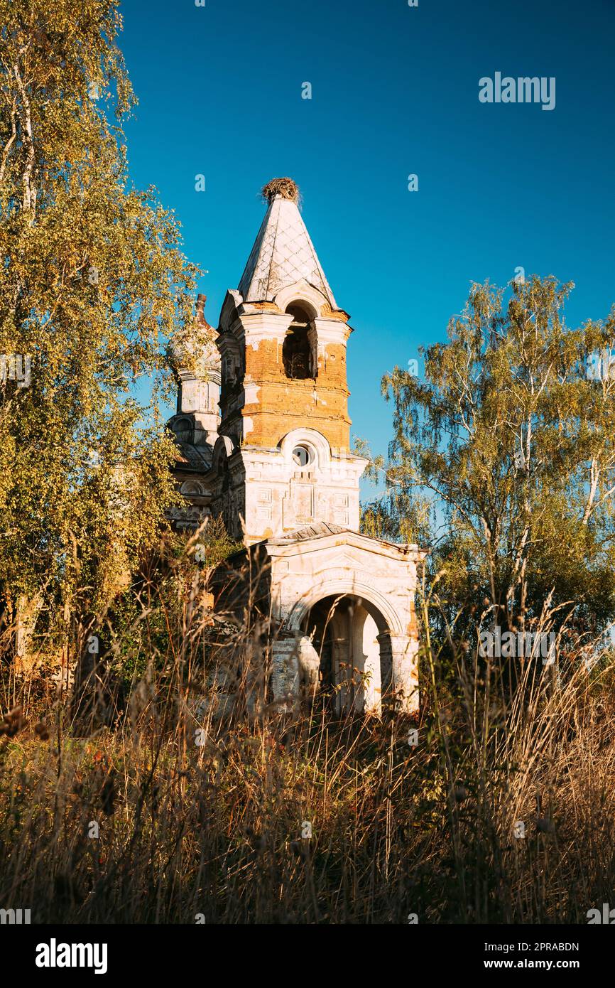 Martinovo, distretto di Beshenkovichsky, regione di Vitebsk, Bielorussia. Antiche rovine della Chiesa dell'Intercessione del Santissimo Theotokos. Rovine dell'antico monumento culturale e architettonico nella soleggiata giornata autunnale Foto Stock