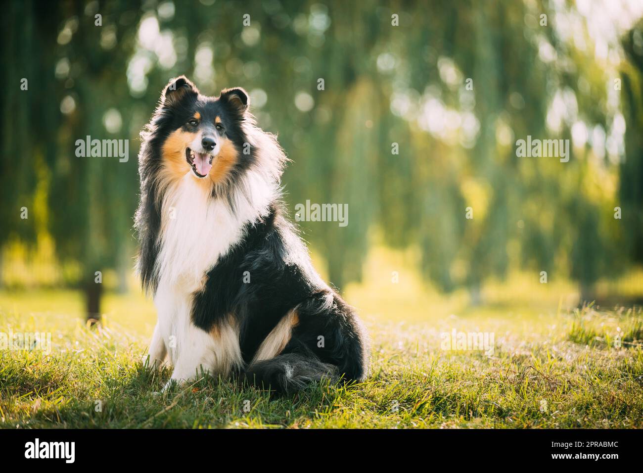 Tricolore Rough Collie, Funny Scottish Collie, Long-Haired Collie, English Collie, Lassie Dog che si posa all'aperto nel parco Foto Stock