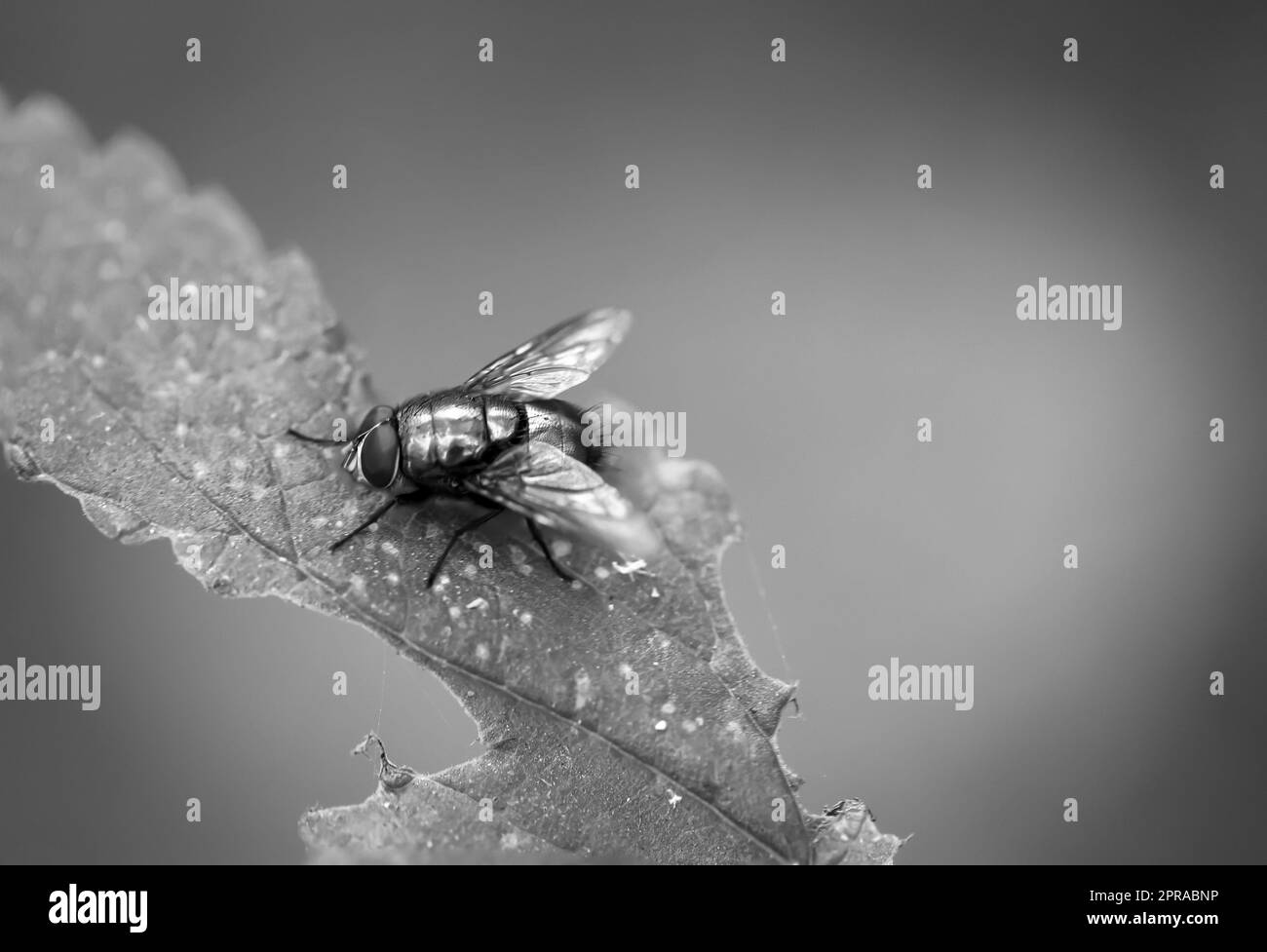 Una mosca si siede su una pianta. Primo piano di una mosca. Foto Stock Una mosca si siede su una pianta. Primo piano di una mosca. Foto Stock