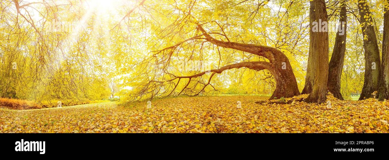 Grandi alberi vecchi in piedi nel parco autunnale Foto Stock