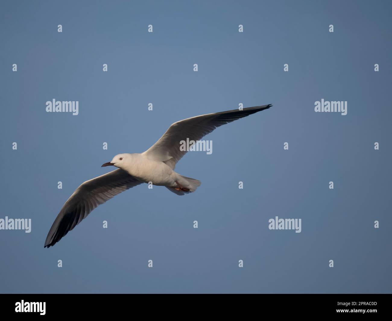 Gabbiano snello, Chromicocephalus genei, singolo uccello in volo, Sardegna, aprile 2023 Foto Stock