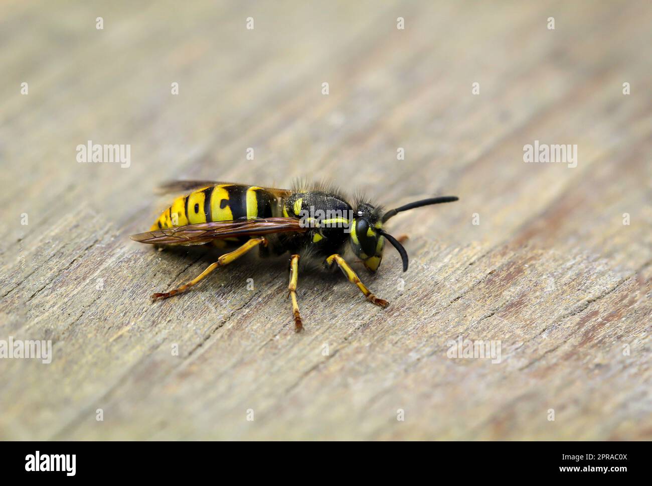 Un primo piano di una vespa. Una vespa, Hymenoptera. Foto Stock