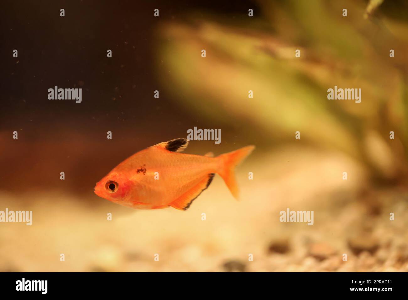 Primo piano di un pesce in un acquario. Foto Stock