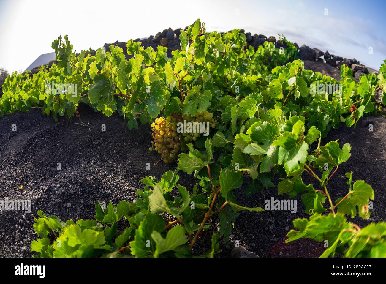 Vigneti tipici su terreno lavico nero. Primo piano vitigno Malvasia. Lanzarote, Isole Canarie. Spagna. Foto Stock